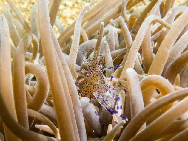 exploration-plongées Bretagne-JM-anemone-periclemenes