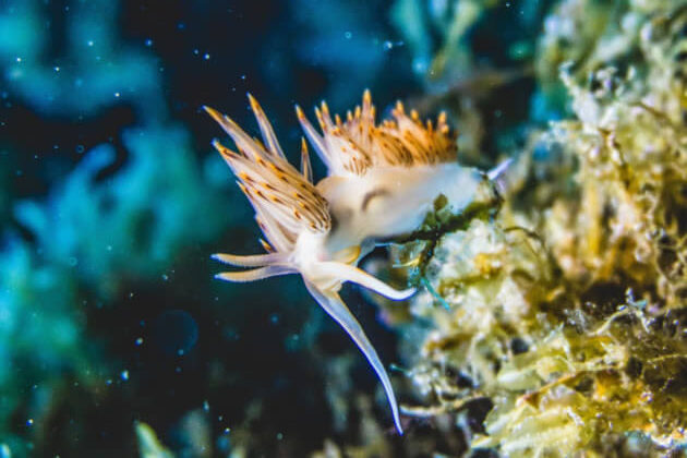 découverte-nudibranche-hervia-mediterrannée