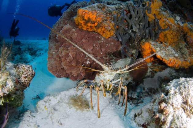 langouste colera